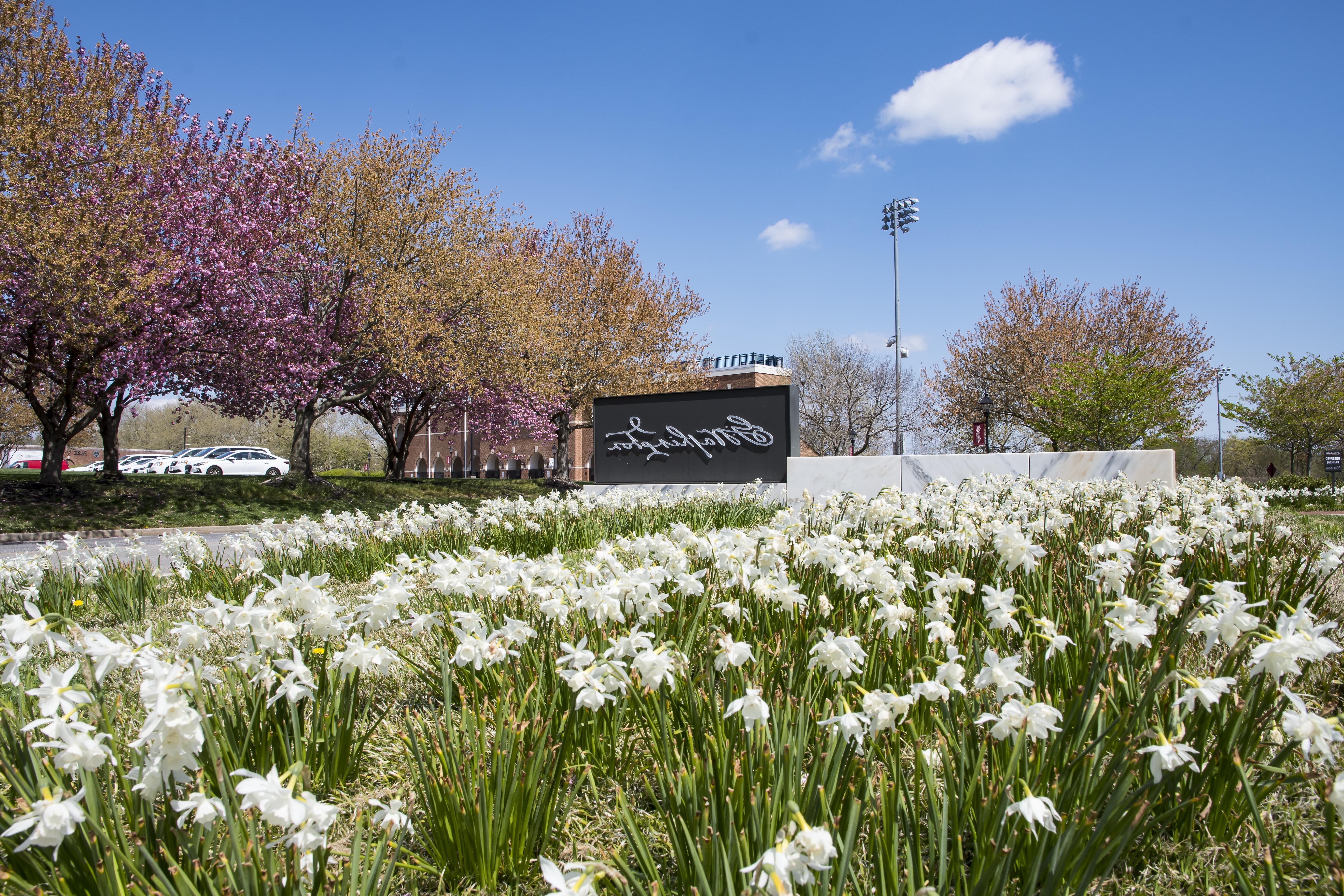 A Washington College sign sits in a patch of white flowers